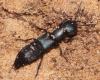 Ocypus ophthalmicus